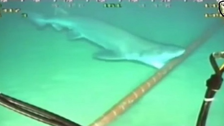 Google hopes Kevlar cabling can avert sharks' fiber-optic Internet feast