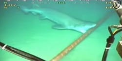 Google hopes Kevlar cabling can avert sharks' fiber-optic Internet feast Google hopes Kevlar cabling can avert sharks' fiber-optic Internet feast