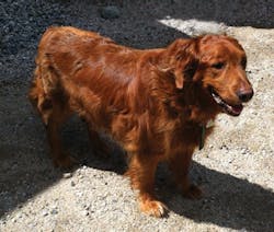 1212cim Tiki 1212cim Tiki