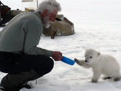 Polar Bear Cub Polar Bear Cub