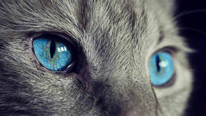 Cat 1285634 960 720 Pixabay