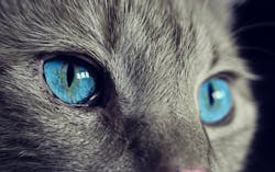 Cat 1285634 960 720 Pixabay 5d0802e838d68 Cat 1285634 960 720 Pixabay 5d0802e838d68