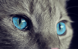 Cat 1285634 960 720 Pixabay