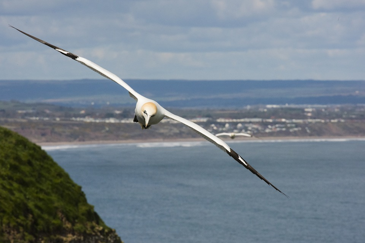 One of the largest North Atlantic seabirds, the gannet soars before spectacularly plunging in pursuit of fish.