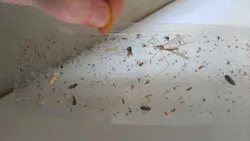 Flypaper 665045 960 720 5d447505afc93 Flypaper 665045 960 720 5d447505afc93