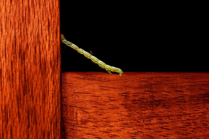 Inchworm 776492 960 720