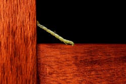 Inchworm 776492 960 720 5d600c9e9e5eb Inchworm 776492 960 720 5d600c9e9e5eb