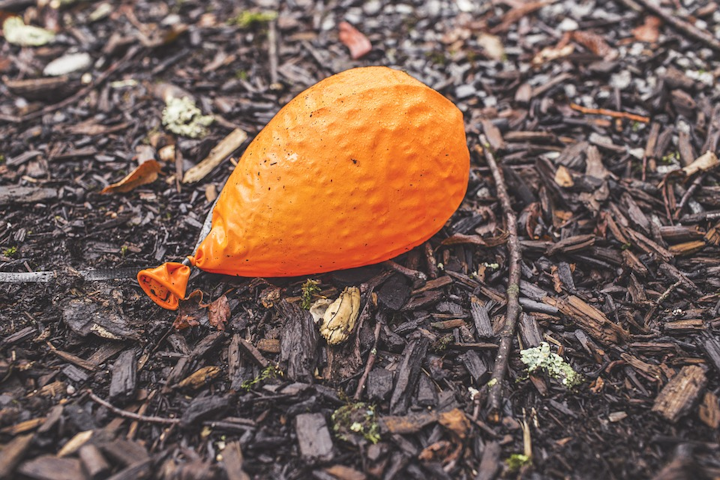 Orange 698534 960 720