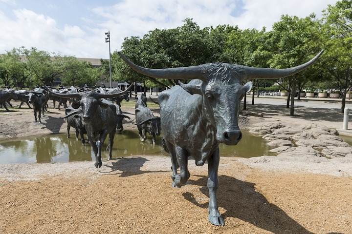 Cattle 555760 960 720