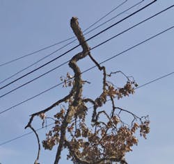 Pge Tree Pge Tree