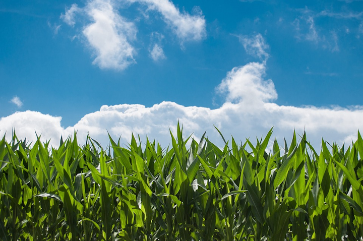 Corn Field 440338 960 720
