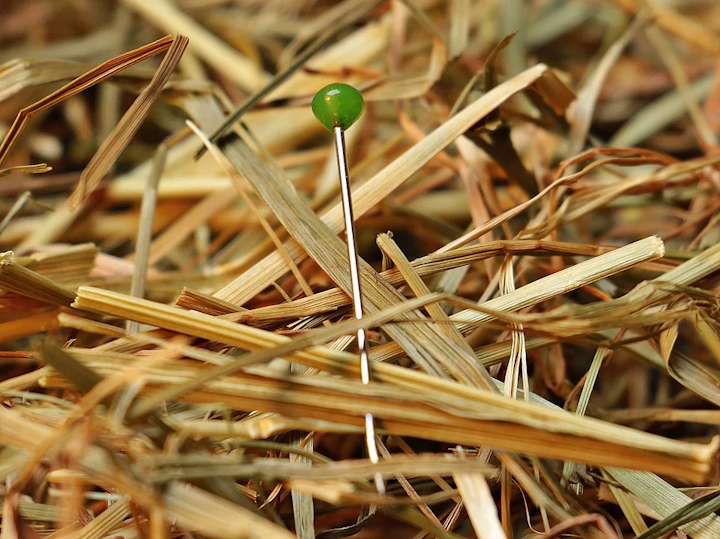 Needlehay