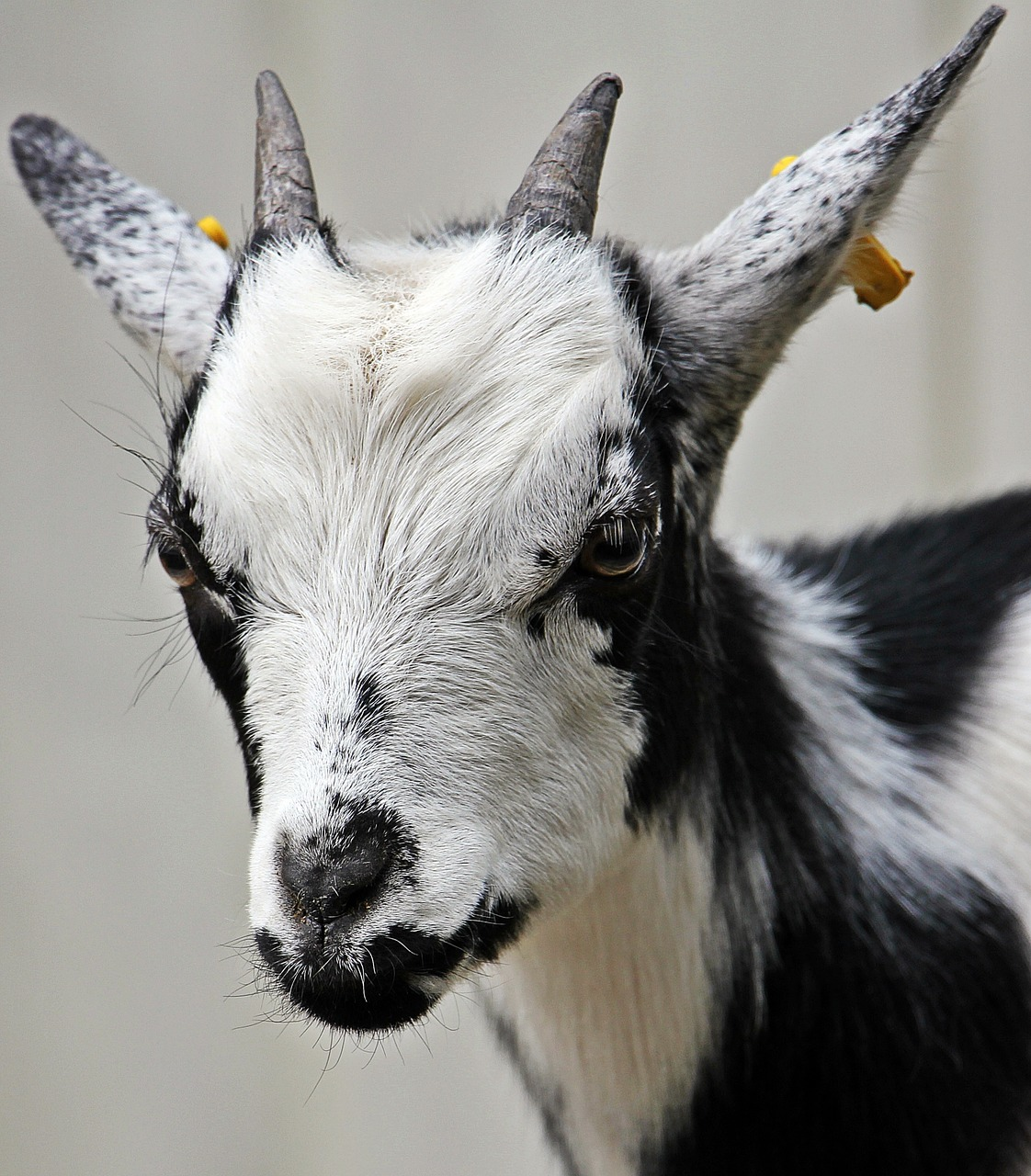 Goat Pixel2013