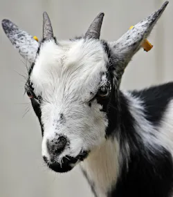 Goat Pixel2013 609eb63106a1f Goat Pixel2013 609eb63106a1f