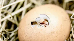Chicks Myriams Fotos