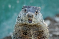 A groundhog. Wait -- is he at the beach? A groundhog. Wait -- is he at the beach?