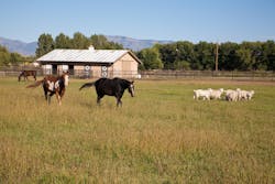 Horses in a field in New Mexico. Horses in a field in New Mexico.