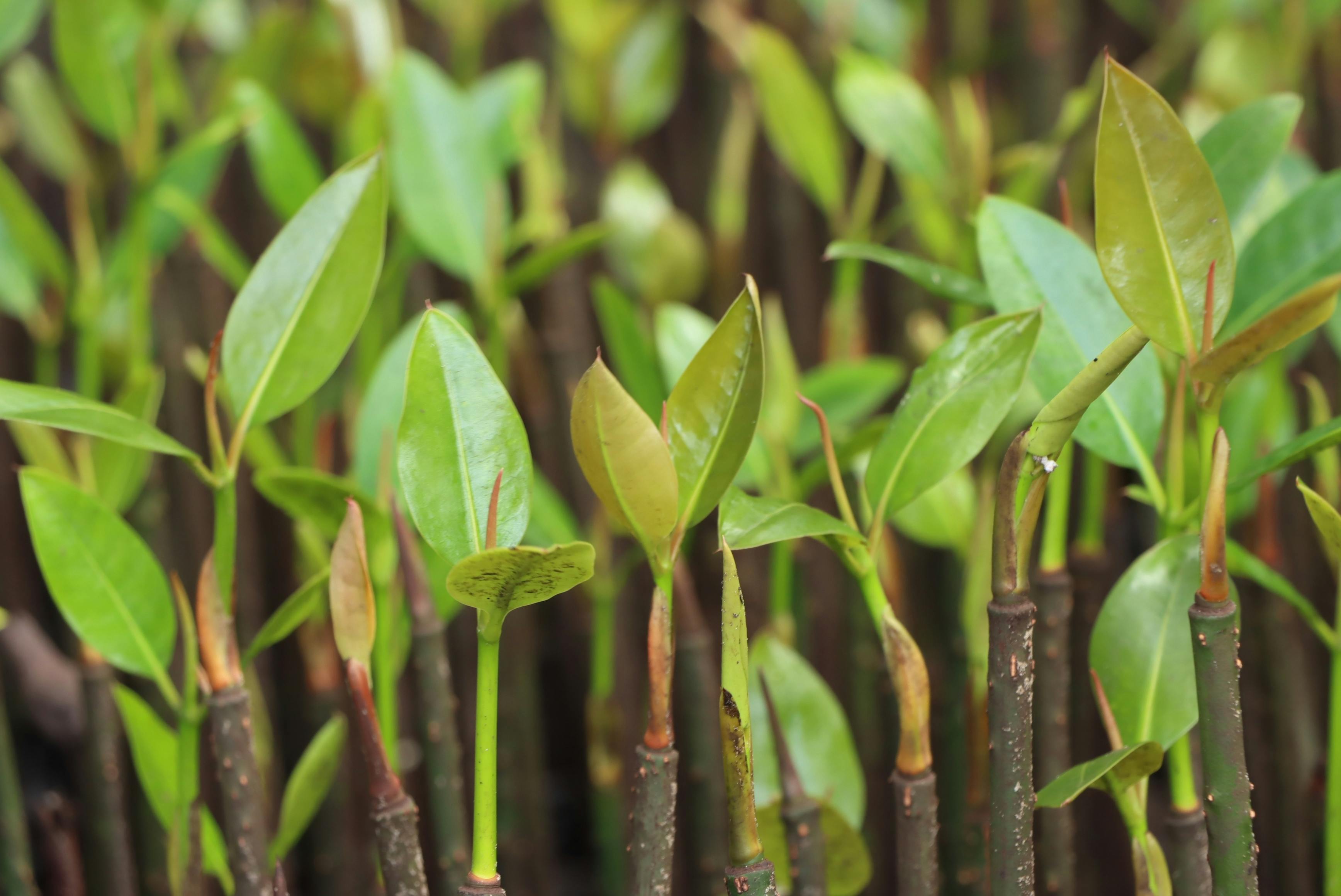 671957cc85543917d4d1480c 81524 Bulgin Joins Waldom Electronics Tree Plantin