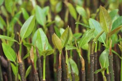 671957cc85543917d4d1480c 81524 Bulgin Joins Waldom Electronics Tree Plantin 671957cc85543917d4d1480c 81524 Bulgin Joins Waldom Electronics Tree Plantin