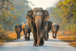 Of course this image of elephants was generated by artificial intelligence. That's the whole point. Of course this image of elephants was generated by artificial intelligence. That's the whole point.